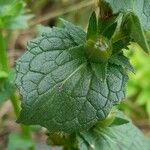 Verbascum virgatum Blad