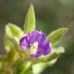 Legousia hybrida Flower