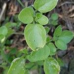 Salpichroa origanifolia Hoja