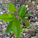 Citrus × aurantium Lehti