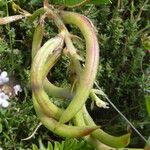 Astragalus monspessulanus Fruit