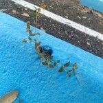 Euphorbia hyssopifolia पत्ता