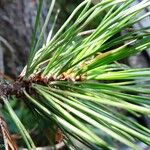 Pinus sibirica Flor