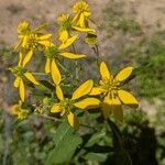Verbesina alternifolia Blomst