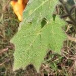 Solanum mammosum Ліст