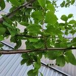 Prunus padus Листок