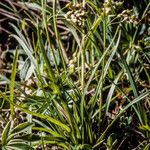 Carex capillaris Ovoce