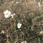 Helianthemum almeriense Квітка