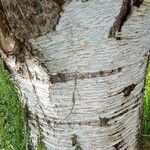 Betula maximowicziana 樹皮