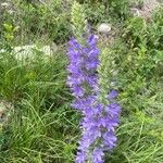 Campanula spicata Plante entière