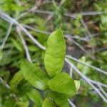 Ixora borboniaeLeht