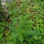 Polemonium foliosissimum Foglia