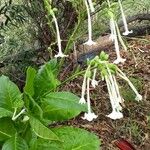 Nicotiana sylvestris Õis