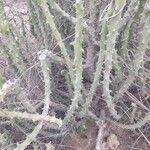 Euphorbia septentrionalis 樹皮