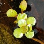 Lythrum portula Leaf