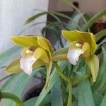 Cymbidium lowianum Květ