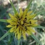 Tragopogon dubius Kwiat