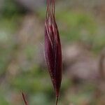 Tenaxia cumminsii Flower