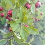 Crataegus x subsphaerica برگ