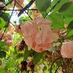 Mussaenda philippica Flower