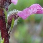 Pedicularis rostratospicata 花