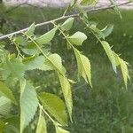 Ulmus pumila Листок