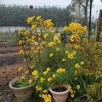 Helianthus angustifolius Συνήθη χαρακτηριστικά