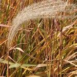 Miscanthus sacchariflorus Λουλούδι