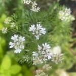 Coriandrum sativum Λουλούδι