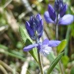 Polygala vulgarisKvet