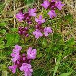 Thymus praecoxBlomst