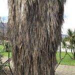 Washingtonia filifera 樹皮