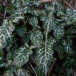 Arum italicum Blatt