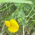 Lotus corniculatus फूल