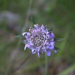 Scabiosa canescens फूल