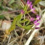 Centaurium tenuiflorum Flor