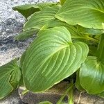 Hosta plantagineaЛист