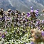 Nepeta floccosa