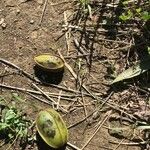 Carya illinoinensis Frucht