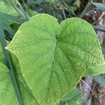 Ipomoea hederacea Φύλλο