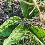 Ledebouria kirkii Leaf