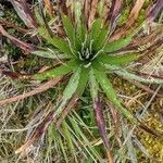 Dyckia encholirioides Fulla