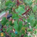 Pelargonium cordifolium