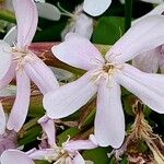 Saponaria officinalis Fula