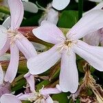 Saponaria officinalis 花