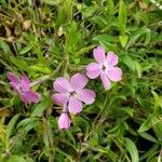 Phlox adsurgens