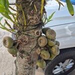 Ficus auriculata Fruto