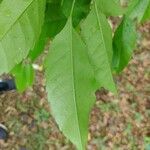 Handroanthus heptaphyllus Folha