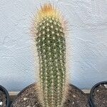 Pilosocereus chrysostele Hoja