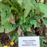 Tithonia rotundifolia Іншае